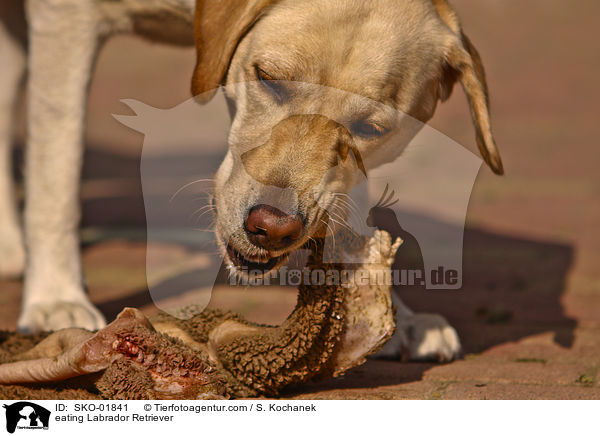 eating Labrador Retriever / SKO-01841