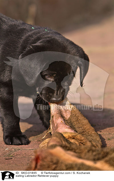 eating Labrador Retriever puppy / SKO-01845