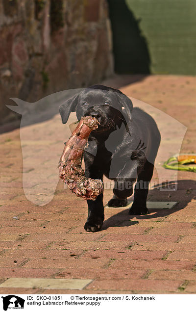 eating Labrador Retriever puppy / SKO-01851