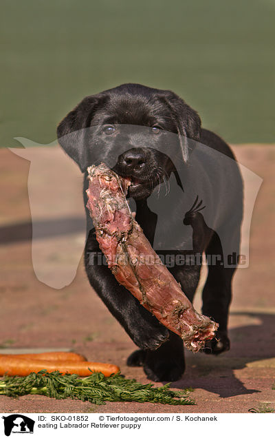 eating Labrador Retriever puppy / SKO-01852