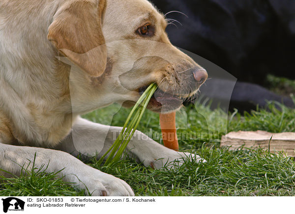 eating Labrador Retriever / SKO-01853