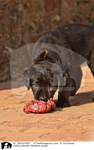 eating Labrador Retriever puppy / SKO-01857