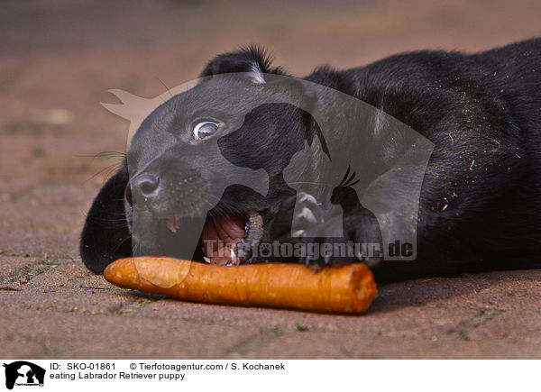 eating Labrador Retriever puppy / SKO-01861