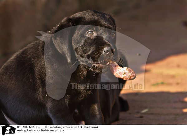 eating Labrador Retriever puppy / SKO-01865