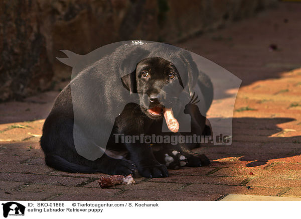 eating Labrador Retriever puppy / SKO-01866