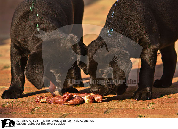 eationg Labrador Retriever puppies / SKO-01868