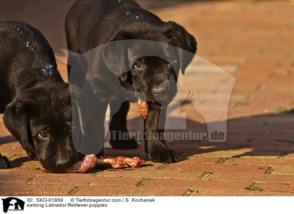 eationg Labrador Retriever puppies / SKO-01869