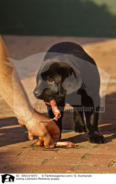 eating Labrador Retriever puppy / SKO-01870