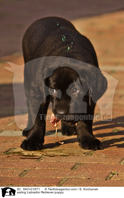 eating Labrador Retriever puppy / SKO-01871