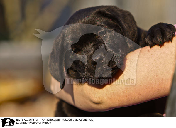Labrador Retriever Welpe / Labrador Retriever Puppy / SKO-01873