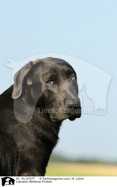 Labrador Retriever Portrait / KL-07077