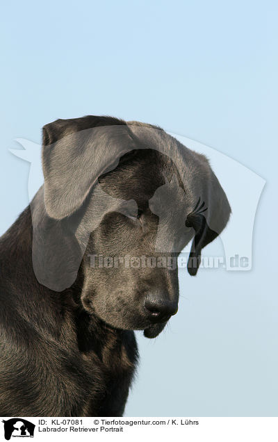 Labrador Retriever Portrait / KL-07081