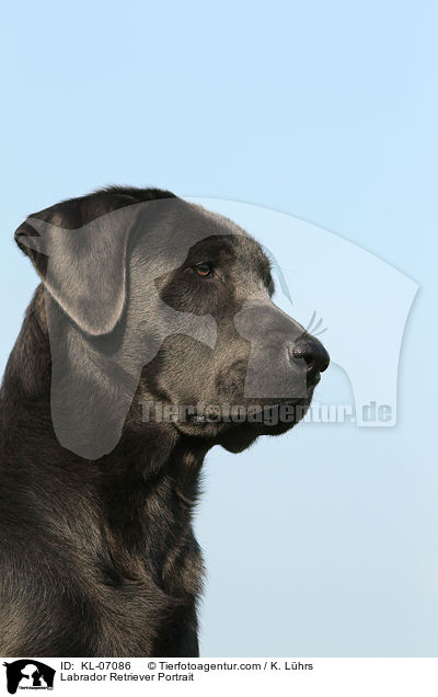 Labrador Retriever Portrait / KL-07086