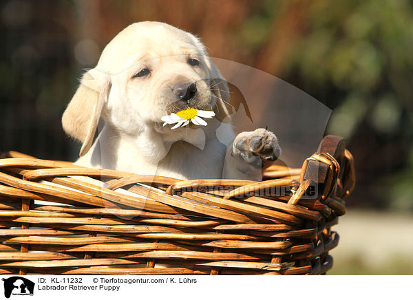 Labrador Retriever Puppy / KL-11232