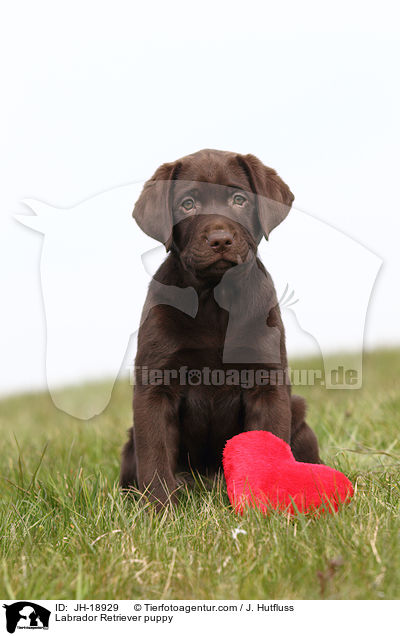 Labrador Retriever puppy / JH-18929