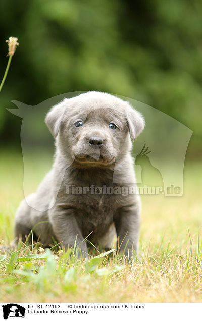 Labrador Retriever Puppy / KL-12163