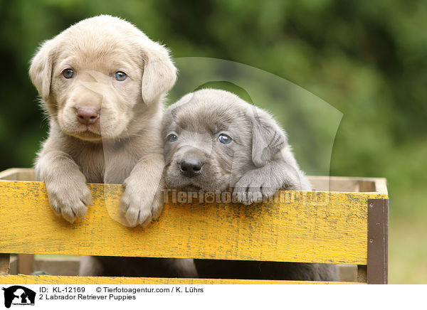 2 Labrador Retriever Puppies / KL-12169