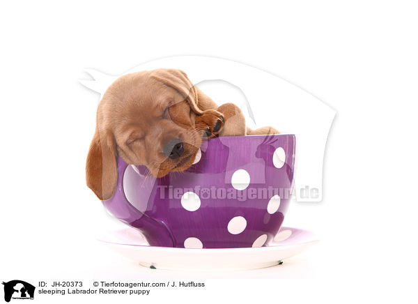 sleeping Labrador Retriever puppy / JH-20373