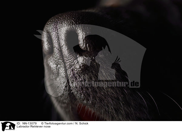 Labrador Retriever Nase / Labrador Retriever nose / NN-13079