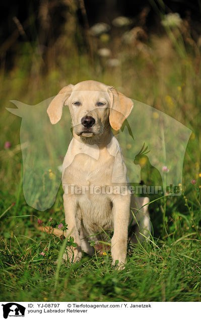 junger Labrador Retriever / young Labrador Retriever / YJ-08797