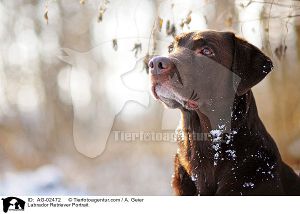 Labrador Retriever Portrait / Labrador Retriever Portrait / AG-02472