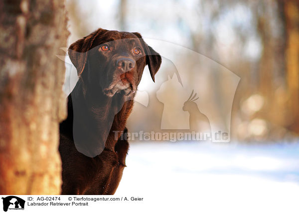 Labrador Retriever Portrait / Labrador Retriever Portrait / AG-02474