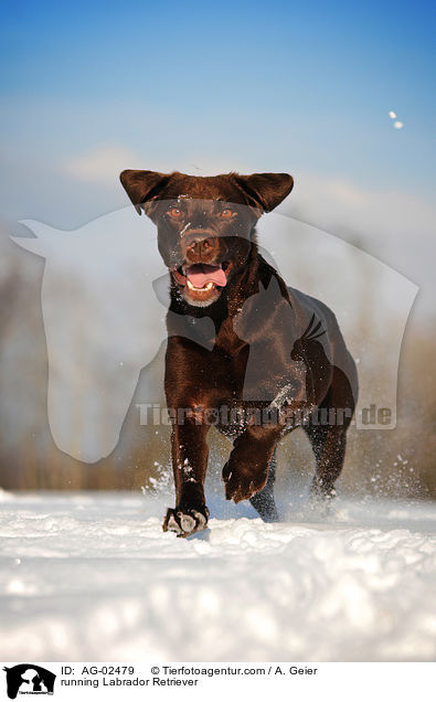 running Labrador Retriever / AG-02479