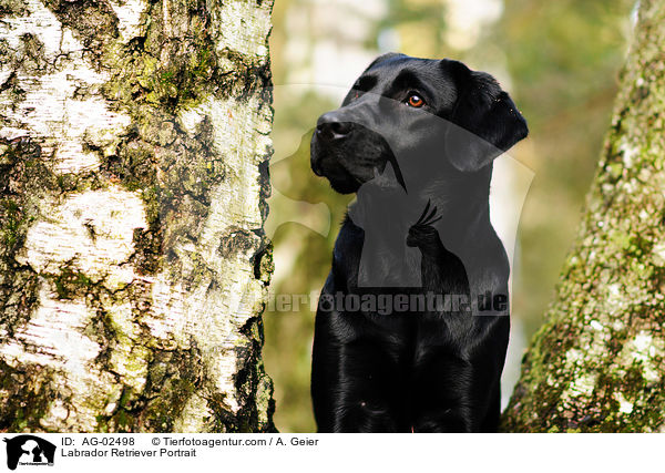 Labrador Retriever Portrait / Labrador Retriever Portrait / AG-02498