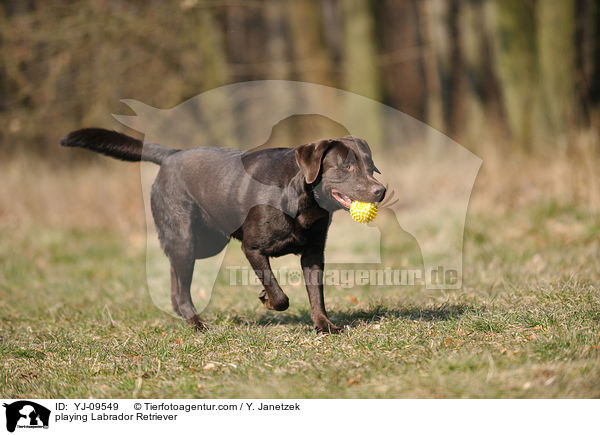 spielender Labrador Retriever / playing Labrador Retriever / YJ-09549