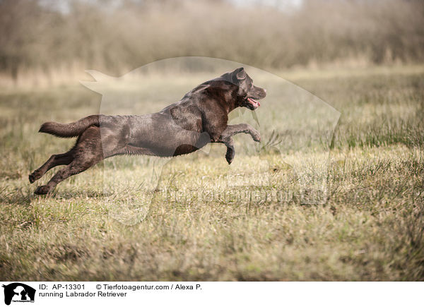 running Labrador Retriever / AP-13301