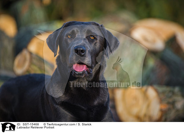 Labrador Retriever Portrait / SST-15468