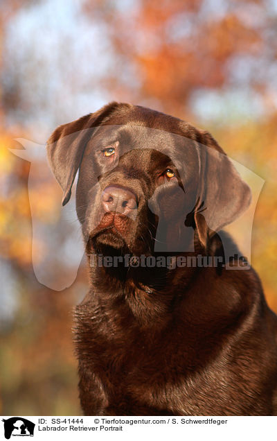 Labrador Retriever Portrait / SS-41444