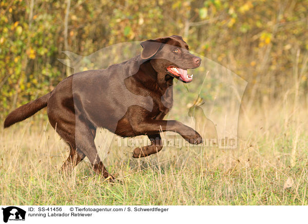 running Labrador Retriever / SS-41456