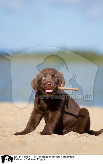 Labrador Retriever Puppy / IF-11965