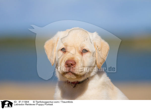 Labrador Retriever Puppy Portrait / IF-11984