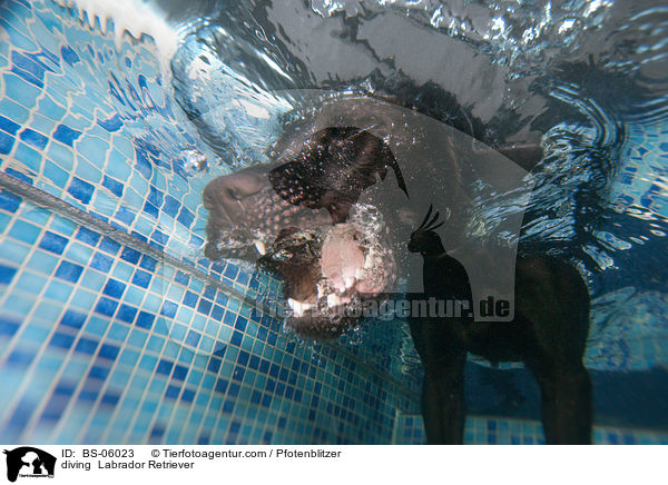 diving  Labrador Retriever / BS-06023