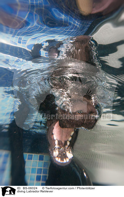 diving Labrador Retriever / BS-06024