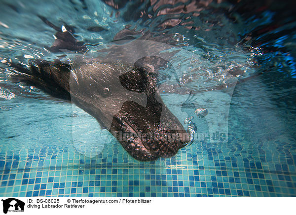 diving Labrador Retriever / BS-06025