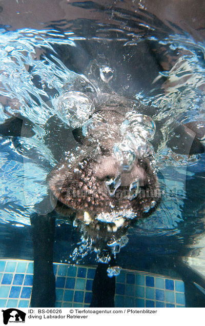 diving Labrador Retriever / BS-06026