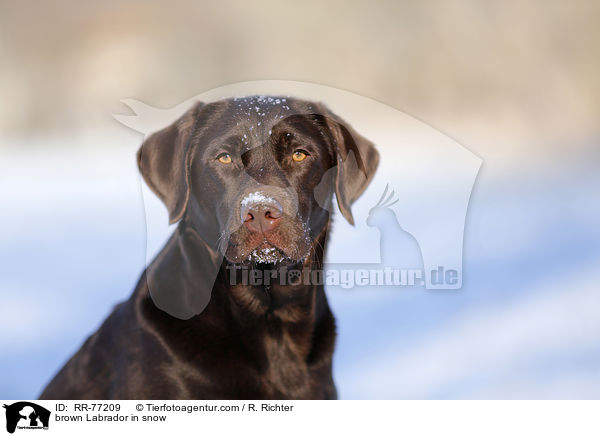 brown Labrador in snow / RR-77209