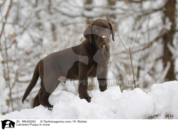 Labrador Puppy in snow / RR-80093