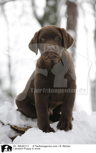 Labrador Puppy in snow / RR-80111
