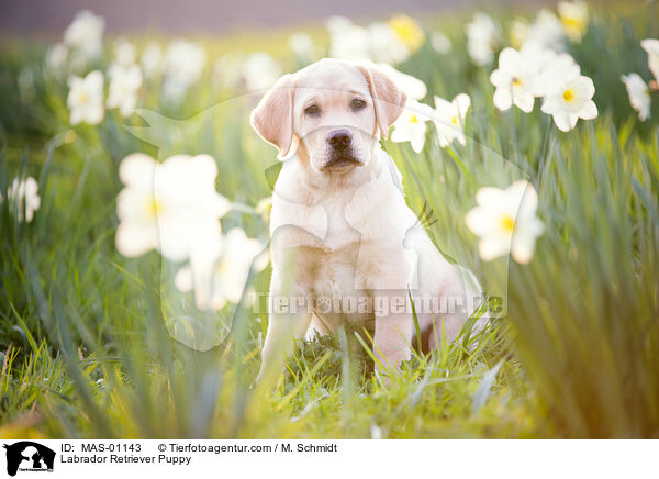 Labrador Retriever Puppy / MAS-01143