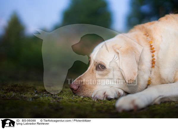 liegender Labrador Retriever / lying Labrador Retriever / BS-06088