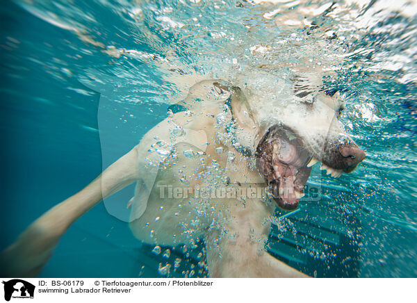 swimming Labrador Retriever / BS-06179