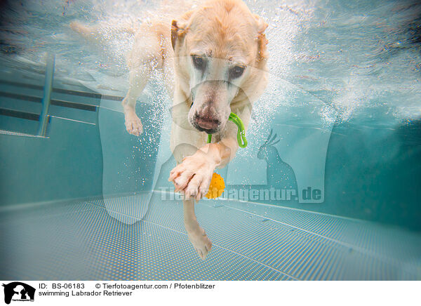 swimming Labrador Retriever / BS-06183