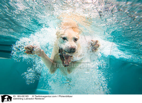 swimming Labrador Retriever / BS-06185