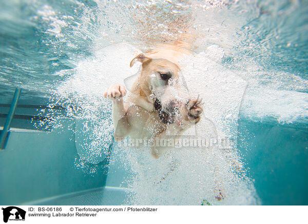 swimming Labrador Retriever / BS-06186