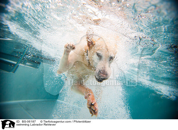 swimming Labrador Retriever / BS-06187