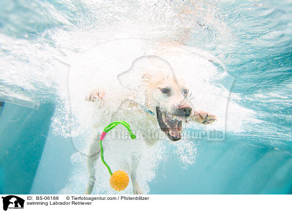 swimming Labrador Retriever / BS-06188